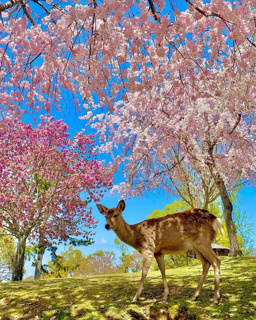 Kansai 10-hour chartered day tripNara city - FAQs