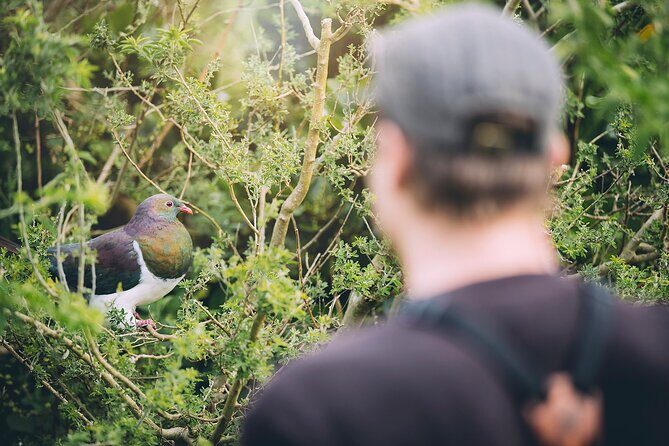 Kapiti Island Classic Guided Day Tour - FAQs About the Kapiti Island Guided Day Tour