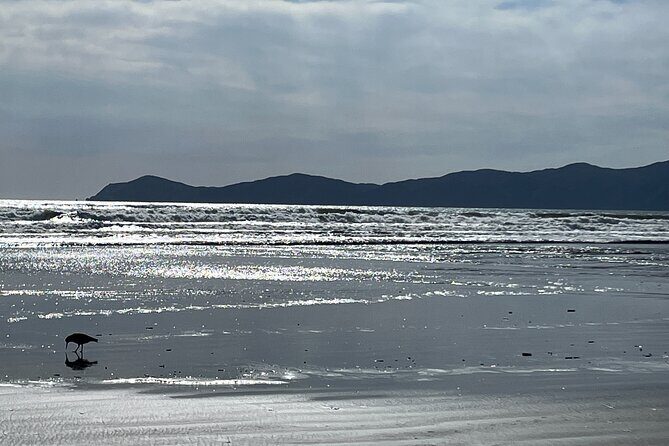 Kapiti Private Tour in Tesla SUV - Exploring Wellington’s Hidden Gems in Luxury and Electric Style