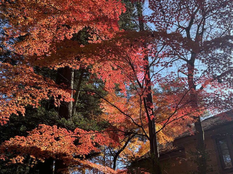 Karuizawa Day Trip: Shiraito Falls + Kumoba Pond + Outlet Shopping (Departing from Tokyo) - Kyukaruizawa Ginza: food and local browsing