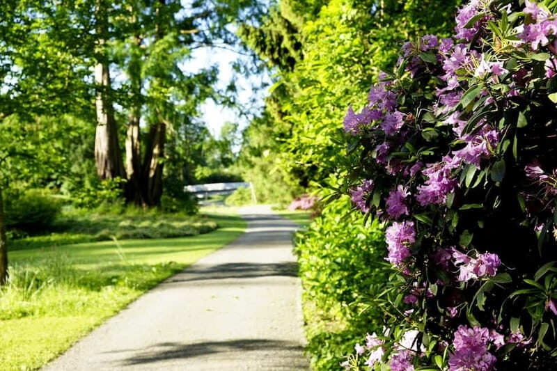 Kassel: Flowers, baroque and art - a walk from the island to the city - Exploring Kassel’s Floral and Artistic Heritage