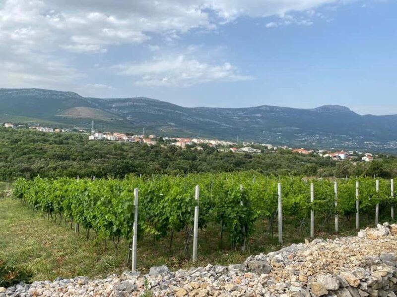 Kastela: Wine & Olive Tasting Tour w/Delicacies & Live Music - Introduction: A Unique Taste of Dalmatia