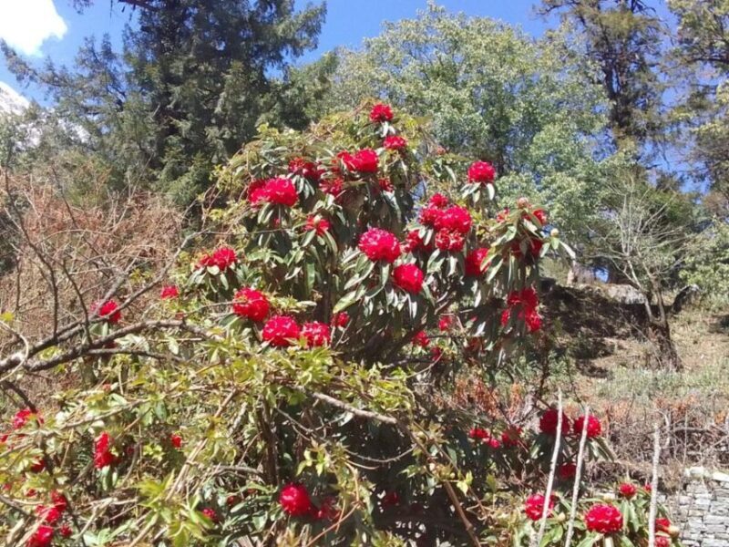 Kathmandu: 10-Day Adventurous Annapurna Circuit Trek - Authentic Experiences and Practicalities