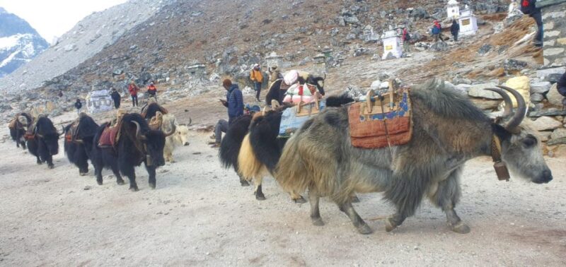 Kathmandu: 14-Day Everest Base Camp with Kala Patthar Trek - Who Is This Tour Best For?