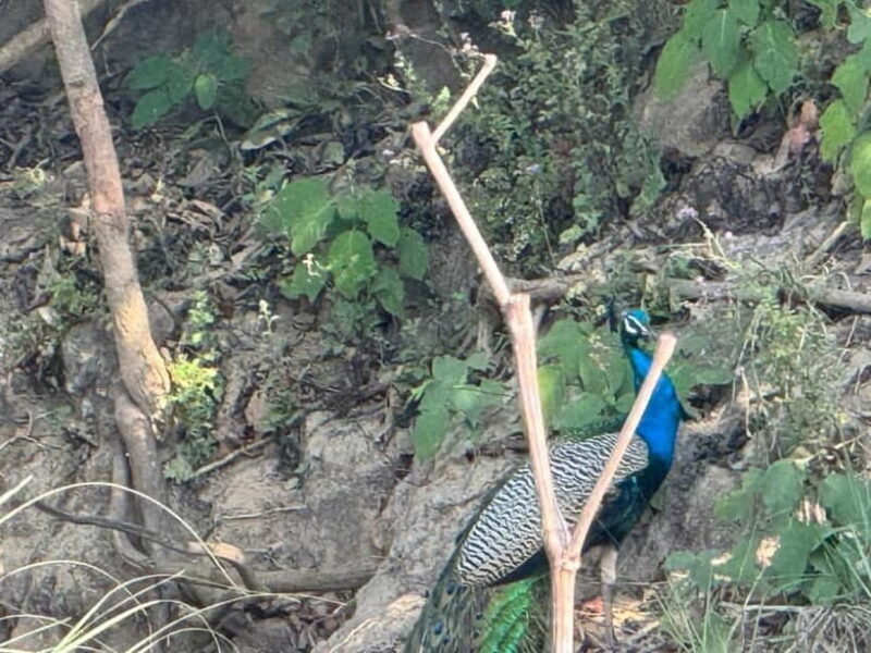 Kathmandu: 3-Day Chitwan Safari Tour with Hotel Transfers - Final Thoughts