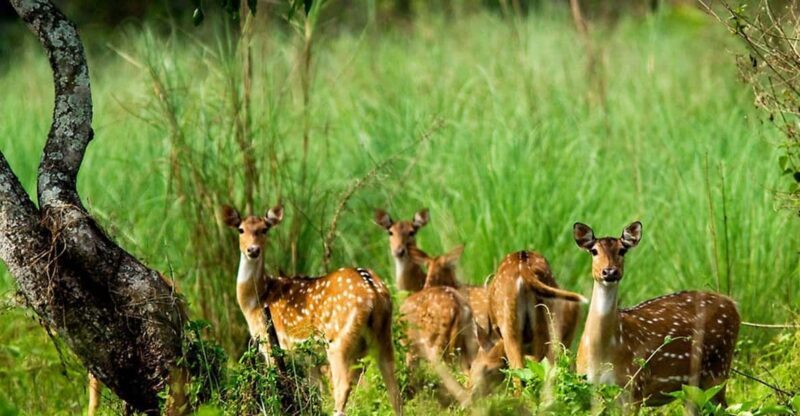 Kathmandu: 3 Days Luxury Chitwan Tour with flights - Who Will Love This Tour?