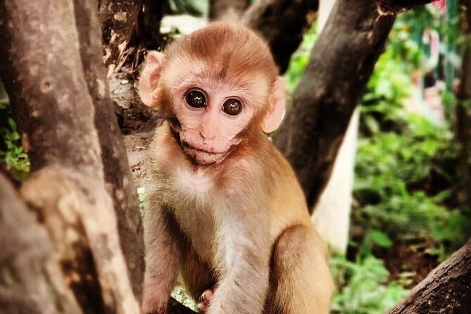 Kathmandu and Patan Heritage and Living Goddess Experience Tour - FAQ