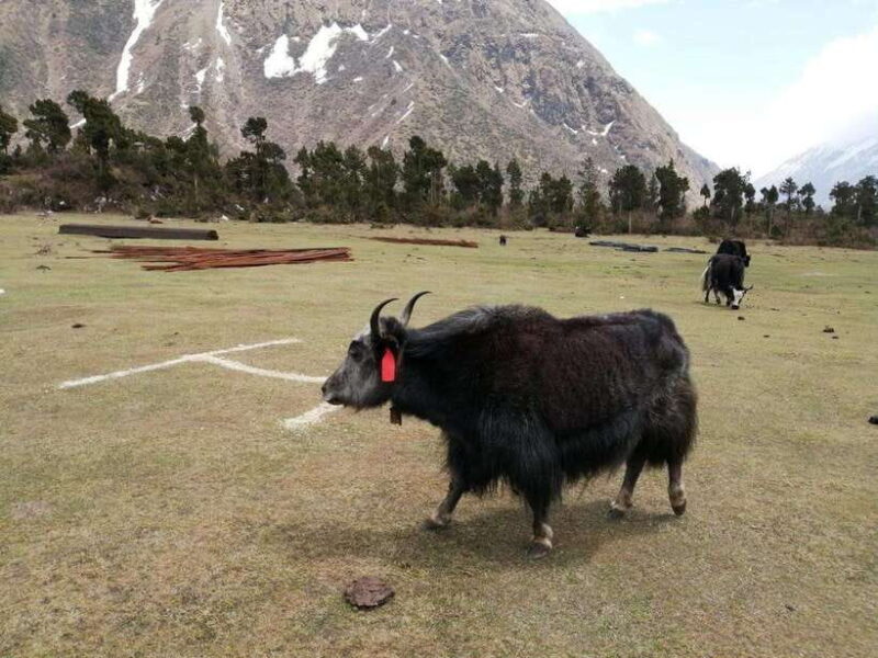 Kathmandu: Kanchenjunga Base Camp Trek with Flights - Key Points