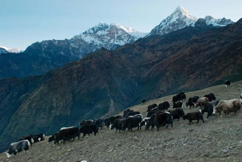 Kathmandu: Khopra Ridge Trek with Panoramic Views - Key Points