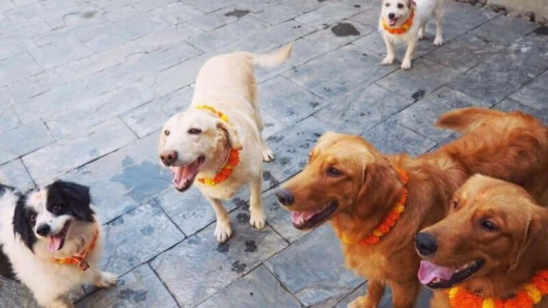 Kathmandu: Kukur Tihar Festival Tour with Local Family - Why the market visit matters