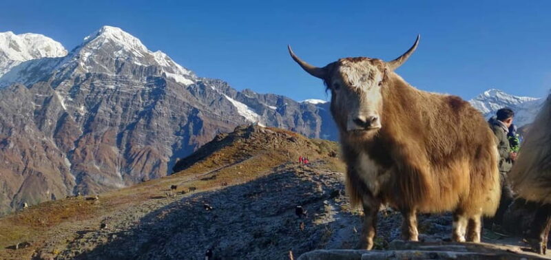 Kathmandu: Mardi Himal Trek with Vibrant Views - A Closer Look at the Mardi Himal Trek Experience