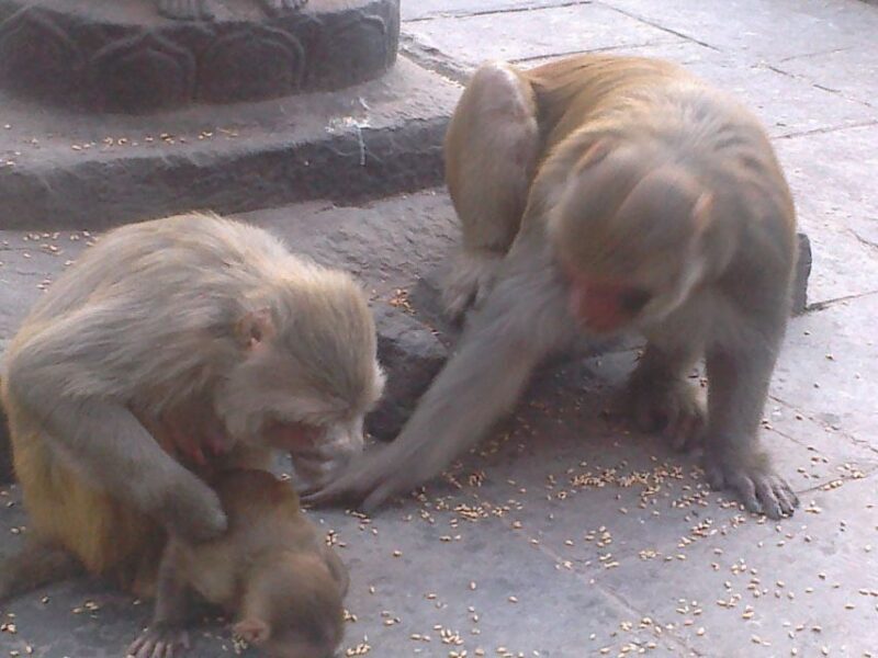 Kathmandu: Monkey Temple and Chandragiri Cable Car Ride Tour - FAQs