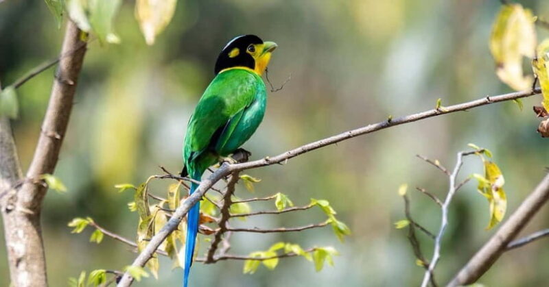 Kathmandu Valley: Bird Watching Tour with Guide - Who Is This Tour Best For?