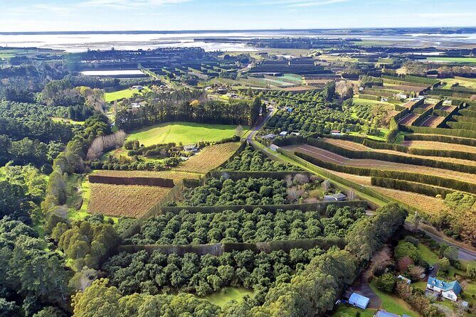 Katikati Avocado Adventure - Exploring the Katikati Avocado Adventure: An In-Depth Review