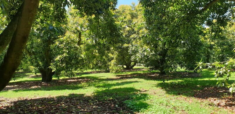 Katikati: Guided Avocado Adventures with Tasty Treats - Authentic Experiences and Reviews