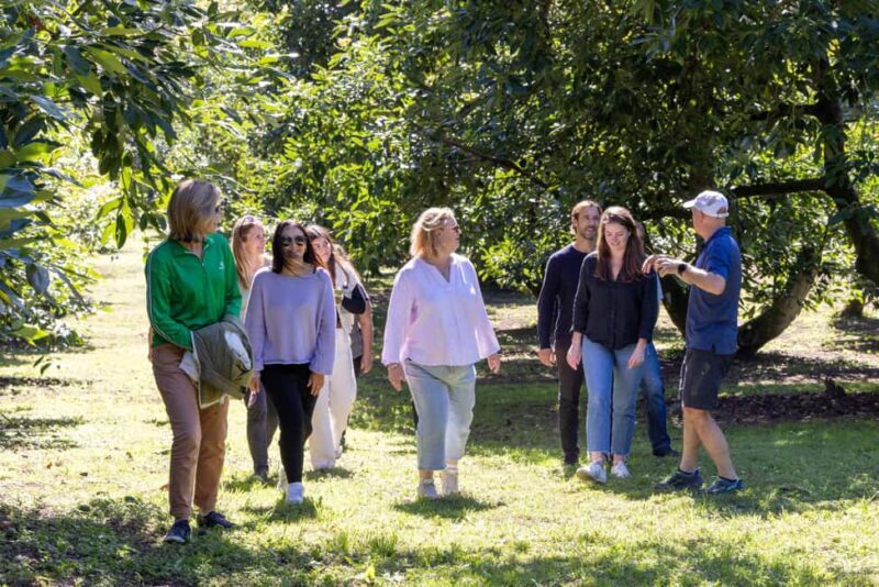 Katikati: Guided Avocado Adventures with Tasty Treats - The Sum Up