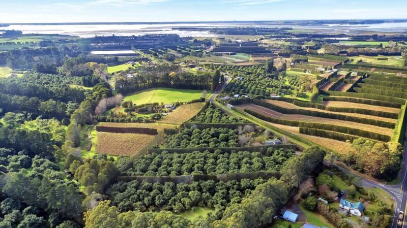 Katikati: Guided Gourmet Avocado Tour - Authentic Experiences and What Travelers Say