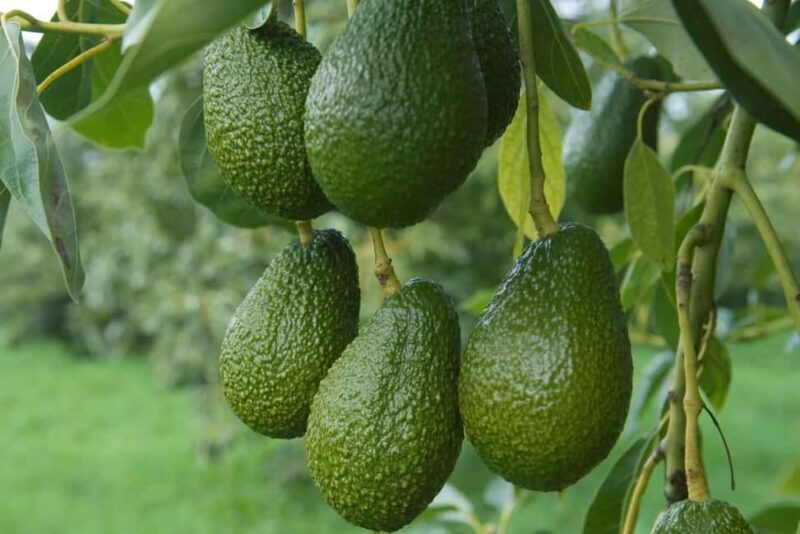 Katikati: Guided Gourmet Avocado Tour - Final Thoughts