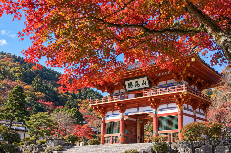 Katsuo-ji Temple Daruma Prayer, Kyoto Arashiyama, Kiyomizu-dera Temple: Lunch can be upgraded to A5 Kuroge Wagyu "Kobe Beef" (Matcha experience included) - Guides, language and group size