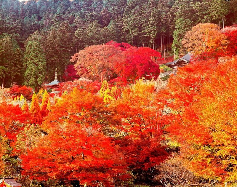 Katsuo-ji Temple Ticket (Optional Osaka Metro Pass) - Should you book Katsuo-ji Temple?