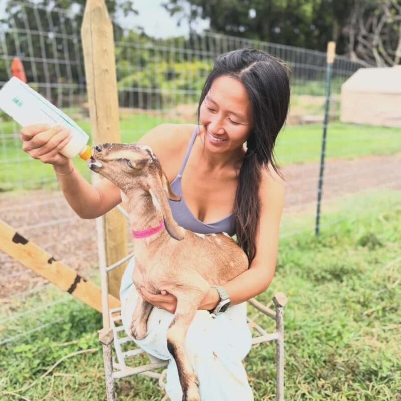 Kauai Farm: Play & Bottle Feed Baby Mini Nubian Goats! - Discover the Charm of Kauais Mini Nubian Goats Farm Experience
