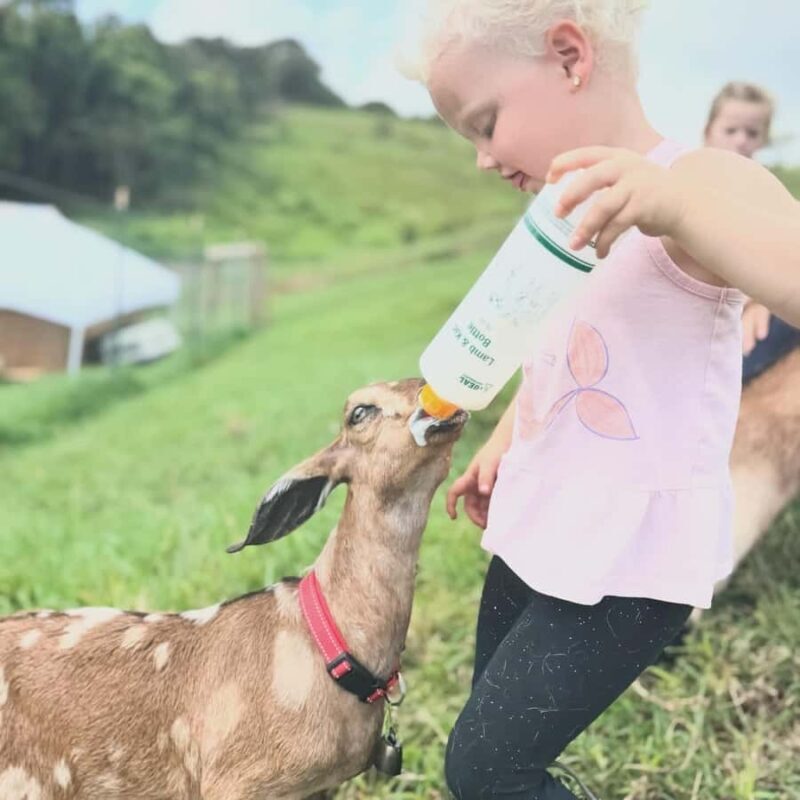 Kauai Farm: Play & Bottle Feed Baby Mini Nubian Goats! - Who This Tour Is Perfect For