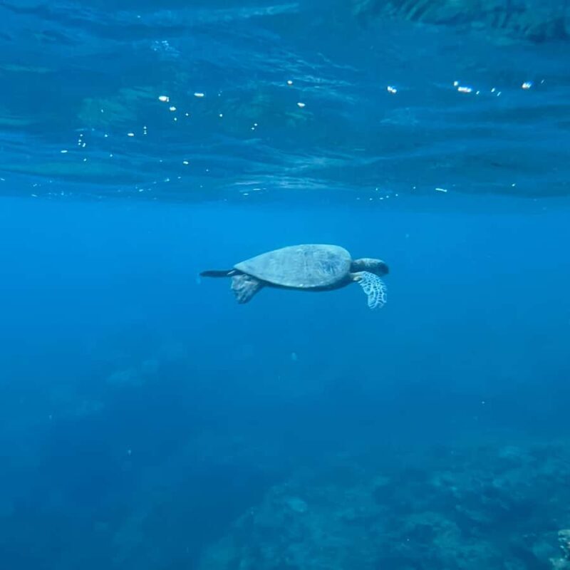 Kauai: Mlama Kai Snorkeling Adventure & Reef Cleanup - Who Will Love This Tour?