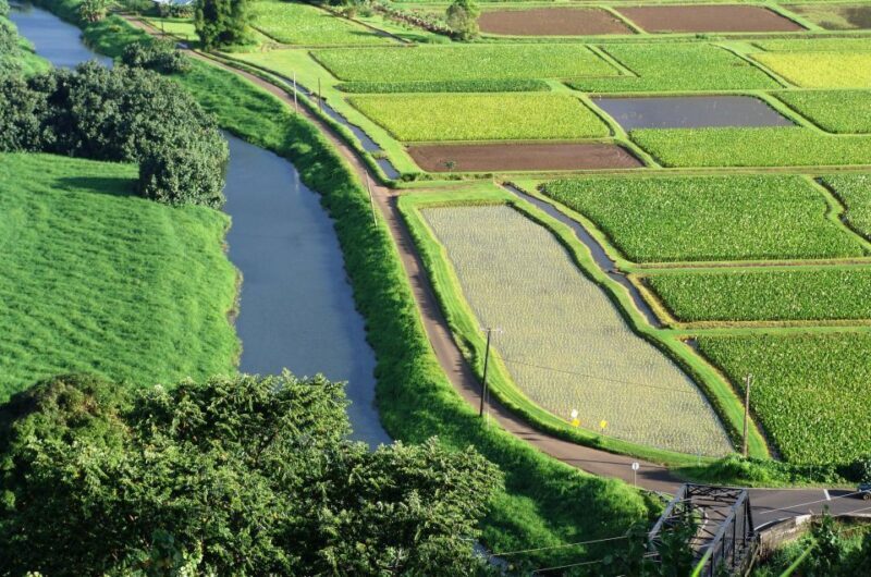 Kauai Northeast Tour, Fern Grotto River Cruise & Lighthouse - Exploring Kauai’s North and East Coasts: What You Can Expect