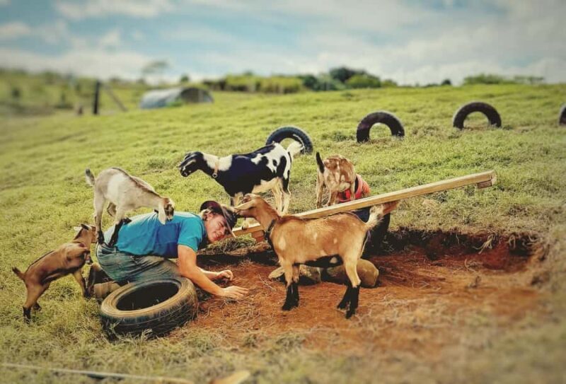 Kauai: Play with Baby Farm Animals & MicroDairy Immersion - An Honest Look at the Kauai Microdairy & Animal Play Tour