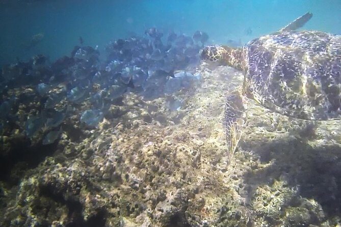 Kauai Sea Kayaking 10 mile tour - Na Pali Iki (Polihale to Milolii) - Who Should Consider This Tour?