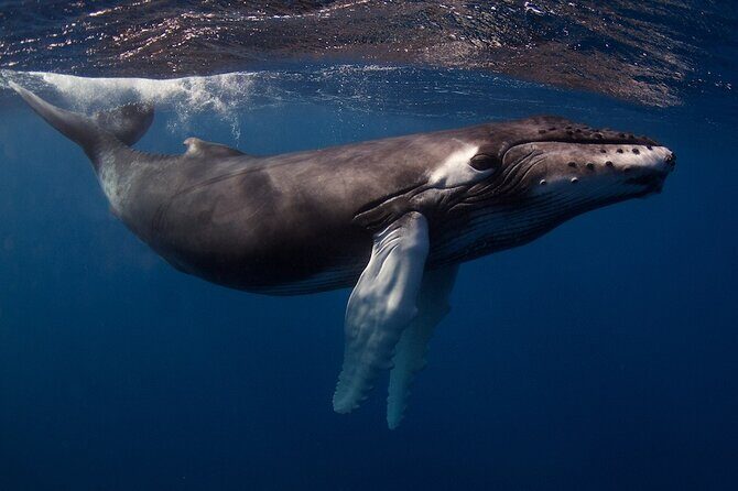 Kauai's Exclusive Morning Scuba Charter for Experienced Divers - FAQs