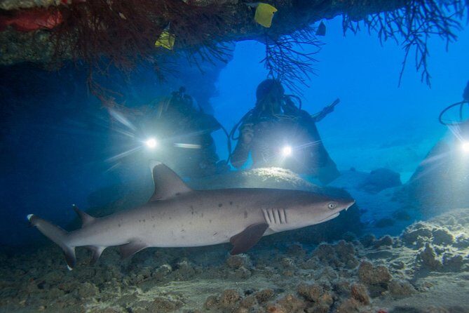 Kauai's Ultimate Boat 2 Tank Adventure Dive Certified Divers Only - Key Points