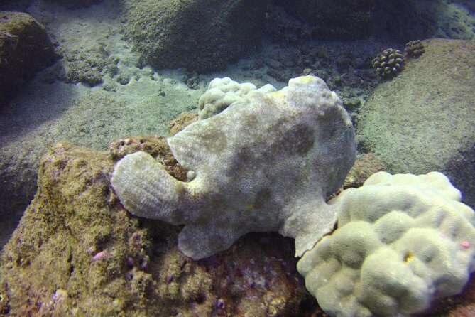 Kauai's Ultimate Boat 2 Tank Adventure Dive Certified Divers Only - FAQ