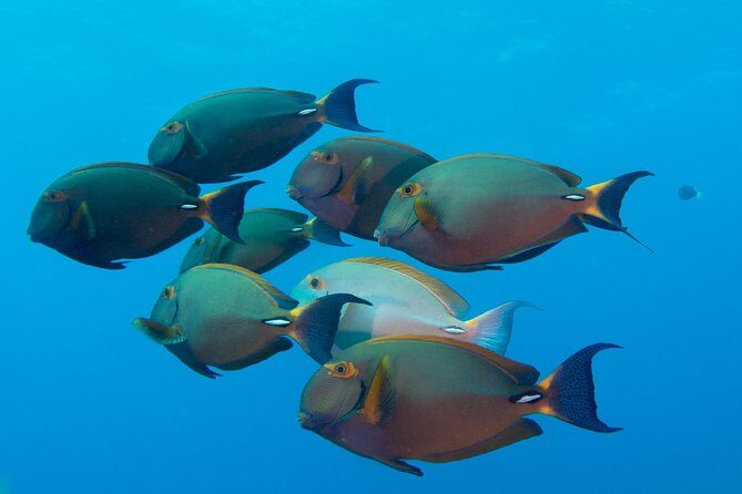 Kauai's Ultimate Discover Scuba Dive - OCEAN EXPERIENCE (1 Tank Dive) - FAQ