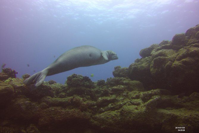 Kauai's Ultimate Scooter Adventure 2 Tank Dive (Advance Certified Divers Only) - FAQ