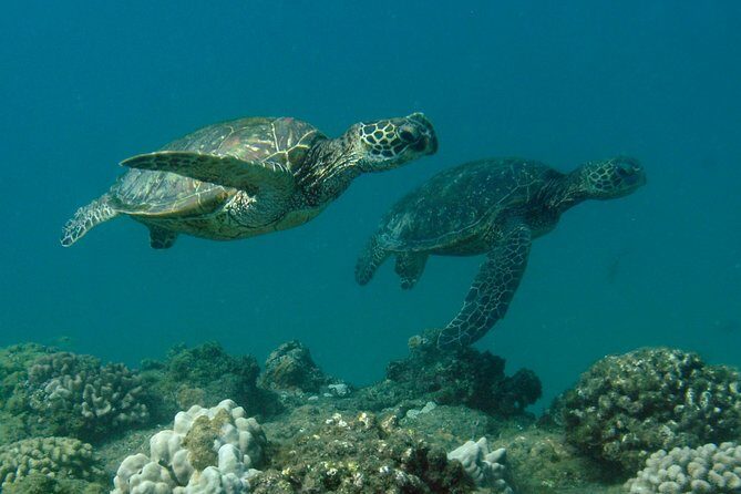 Kauai's Ultimate South Island Zodiac Boat Snorkel Adventure - Final Thoughts