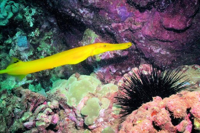 Kauai's Ultimate South Shore 2 Tank Dive (Certified Divers Only) - Key Points