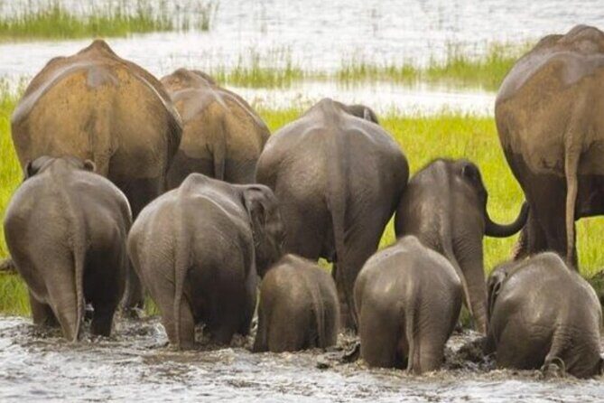 Kaudulla Jeep Safari & Dambulla Day Tour From Trincomalee - A Detailed Look at the Tour Experience