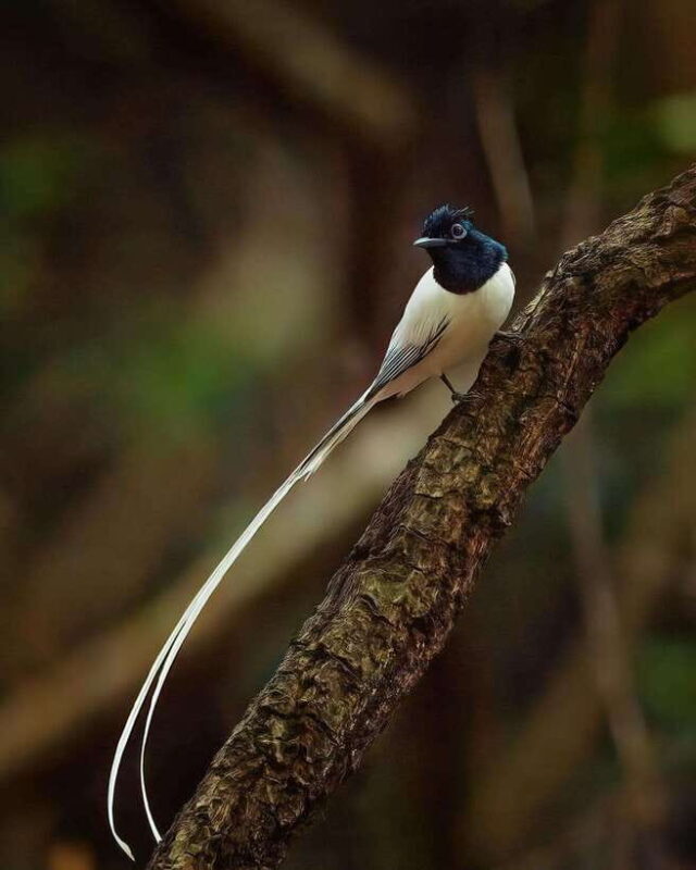 Kaudulla National Park: Elephant Safari Jeep Tour - FAQ