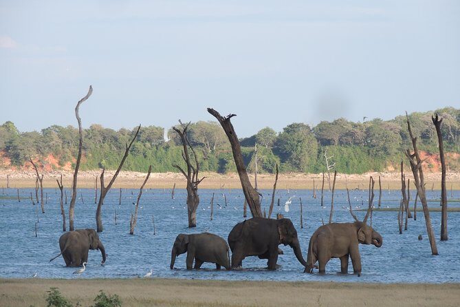 Kaudulla National Park Entrance Ticket with Private Safari - Key Points