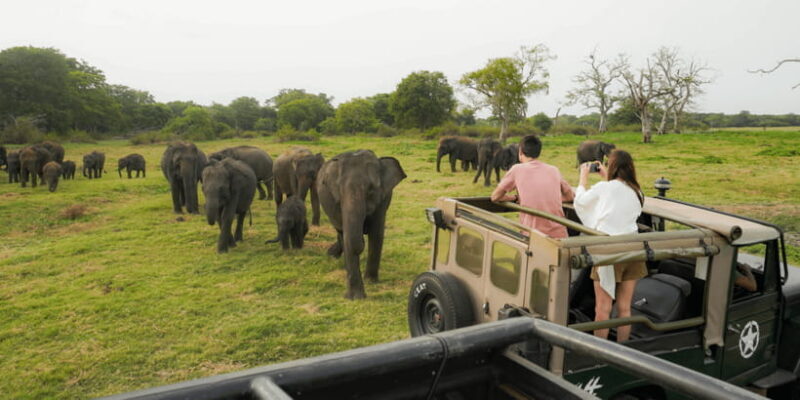 Kaudulla National Park Half Day Sri Lanka Jeep Safari - Key Points