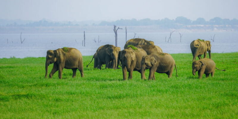 Kaudulla National Park Half Day Sri Lanka Jeep Safari - Why This Safari Offers Real Value