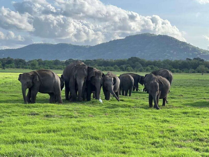 Kaudulla National Park Halfday Jeep Safari with Hotel Pickup - A Detailed Look at the Safari Experience