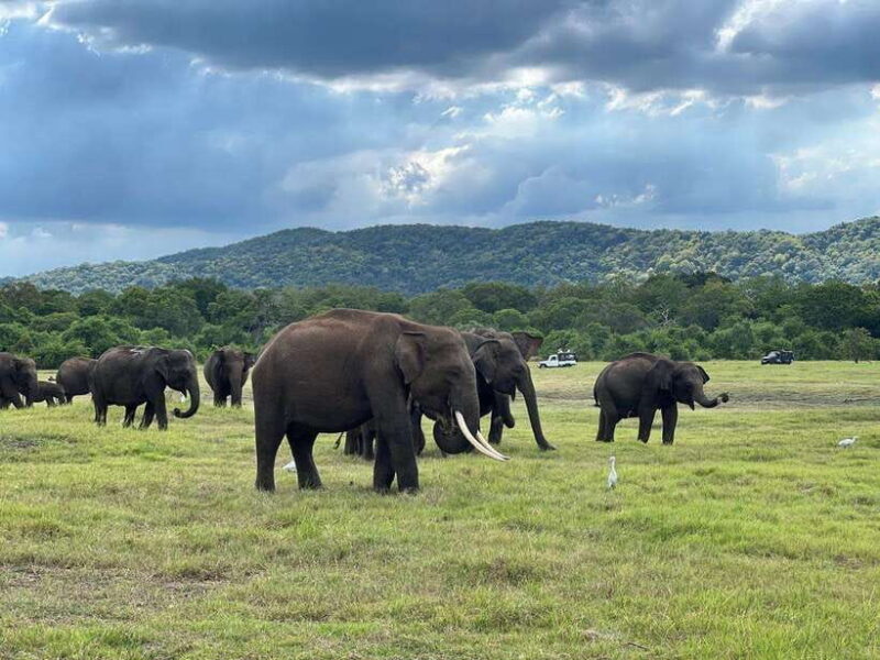 Kaudulla National Park Halfday Jeep Safari with Hotel Pickup - FAQ