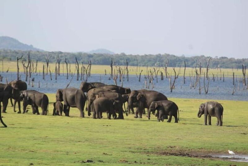 Kaudulla National Park Jeep Safari - Exploring the Itinerary: What You Can Expect