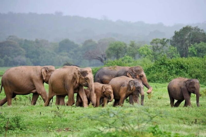 Kaudulla National Park Jeep Safari - Authentic Encounters: What Travelers Say