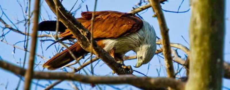 Kaudulla National Park Private Elephant Safari - An In-Depth Look at the Kaudulla Safari Experience