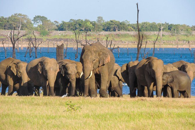 Kaudulla National Park Private Safari - A Detailed Look at the Kaudulla Safari Experience