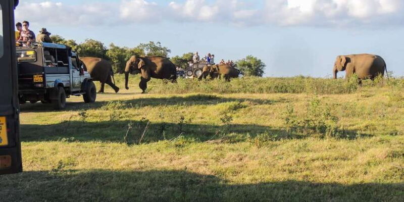 Kaudulla National Park: Private Safari - What to Expect on Your Safari