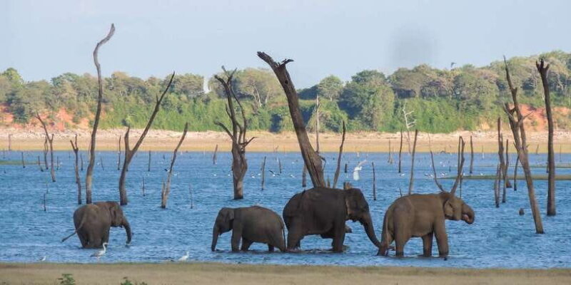 Kaudulla National Park: Private Safari - The Itinerary in Detail